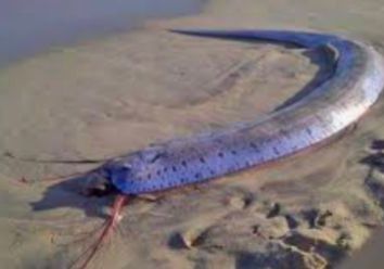 Giant oarfish