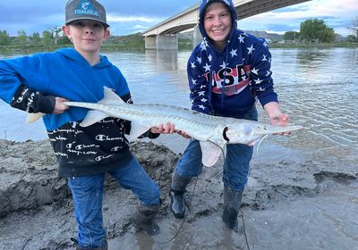 Pallid sturgeon