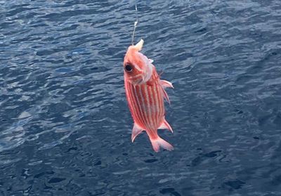 Hawaiian squirrelfish