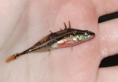 Fourspine stickleback