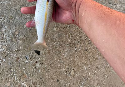 Yellowstripe goatfish