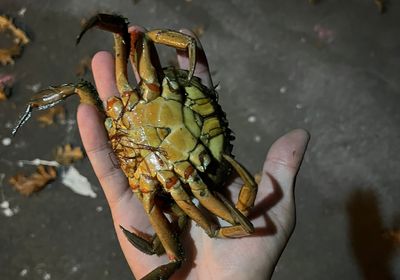 Florida stone crab