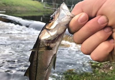 Tarpon Snook