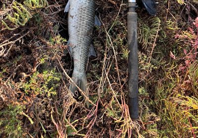 Striped mullet