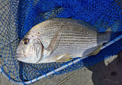 Goldlined seabream