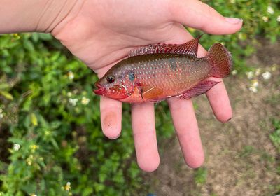 African Jewelfish