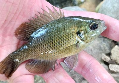 Redspotted sunfish