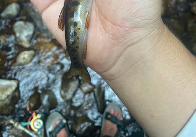 Westlope cutthroat trout