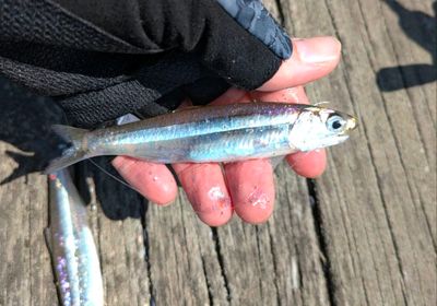 Broad-striped anchovy