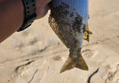 Yellowfin croaker