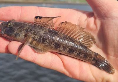 Black goby