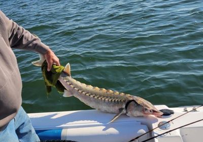 Atlantic sturgeon