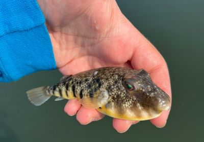 Northern puffer