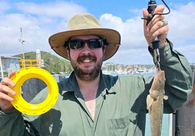 Bartail flathead