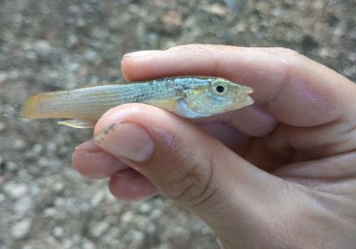 Northern studfish