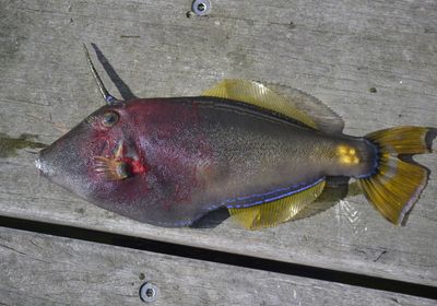 Large-scaled leatherjacket