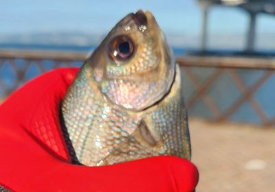 Pacific ocean perch