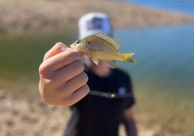 Dollar sunfish