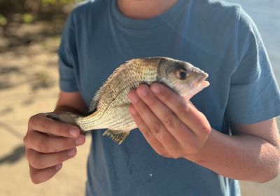 Pacific seabream