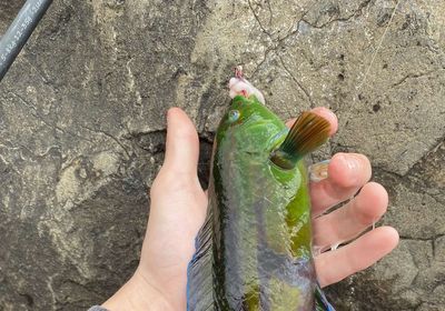 Patrician wrasse