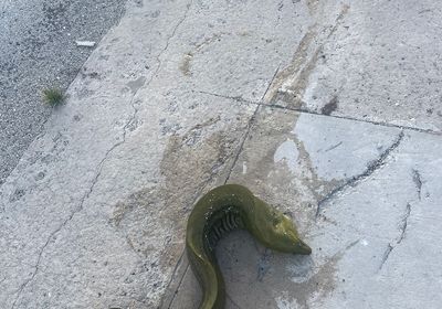 Green moray