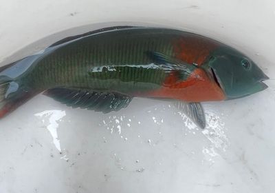 Saddle wrasse