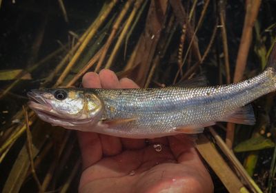 Sacramento pikeminnow