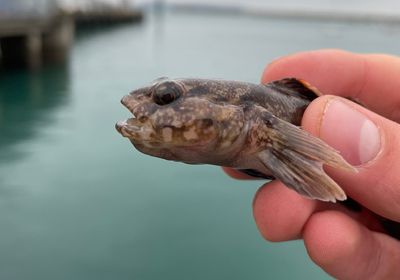 Rock goby