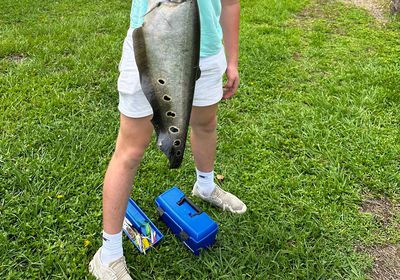 Clown knifefish