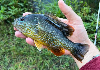 Pumpkinseed x Green sunfish