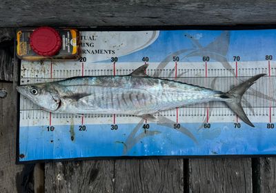 Narrow-barred Spanish mackerel