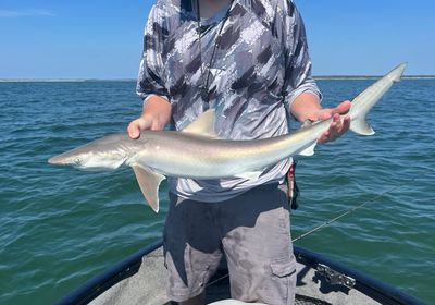 Atlantic sharpnose shark