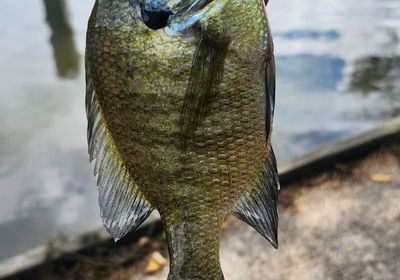 Bluegill x longear sunfish