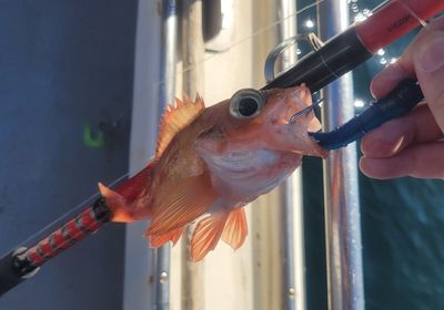 Norway redfish