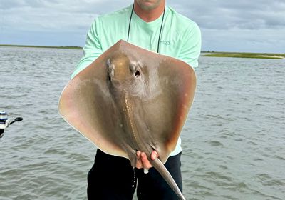 Southern stingray