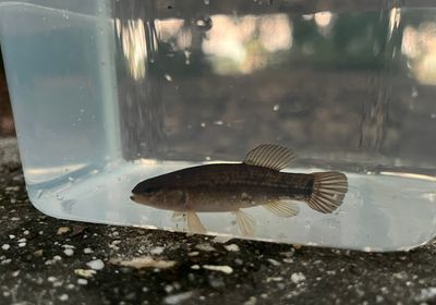 Eastern mudminnow