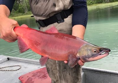 Sockeye salmon