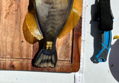 Six-spined leatherjacket