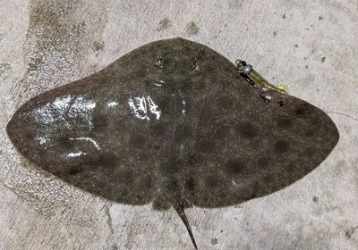 Backwater butterfly ray