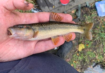 Hornyhead chub