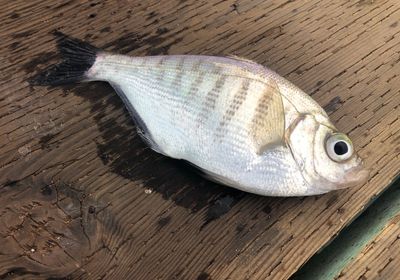 Walleye surfperch