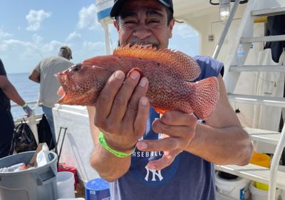 Graysby grouper