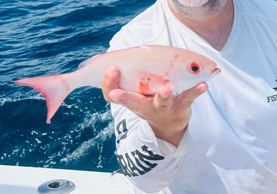 Vermilion snapper