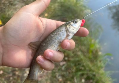 Rio Grande chub