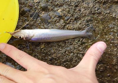 Japanese whiting