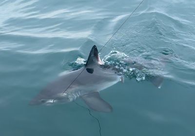 Porbeagle