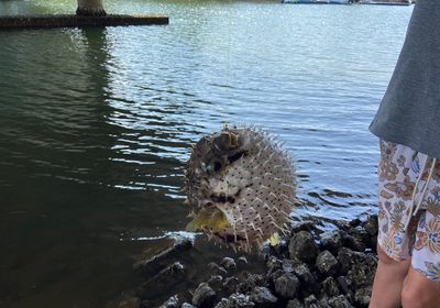 Spot-fin porcupinefish