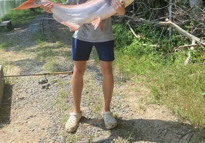 Striped catfish