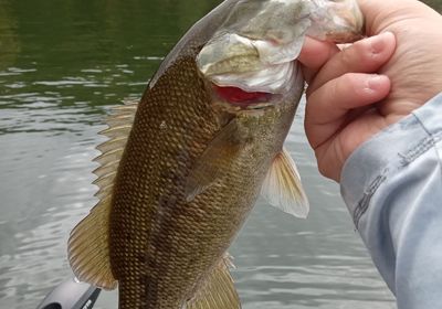 Meanmouth bass