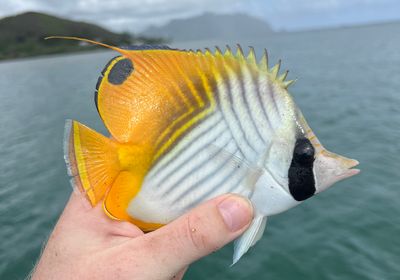 Threadfin butterflyfish